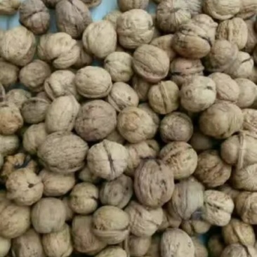 薄皮核桃去皮干