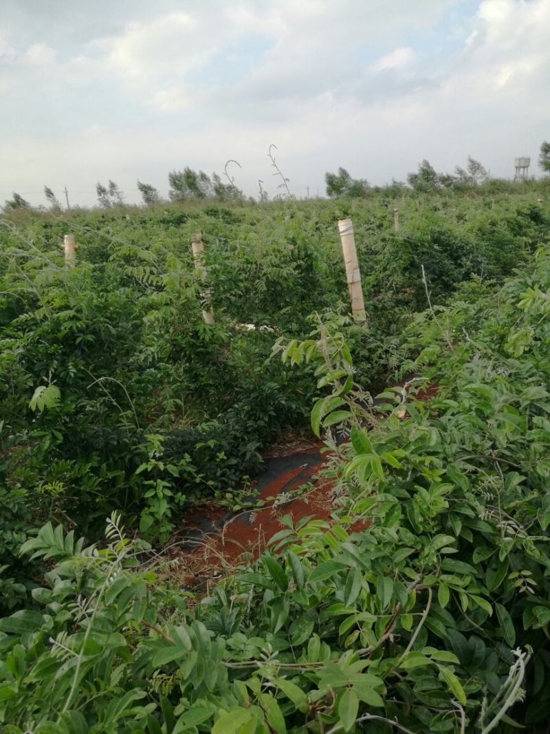 牛大力种苗15cm以下