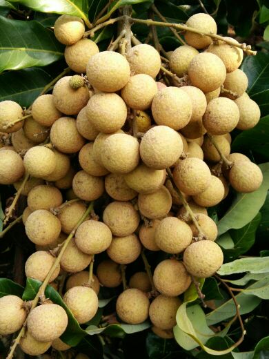 广西南宁市武鸣区石硖龙眼 20毫米以上 精品批