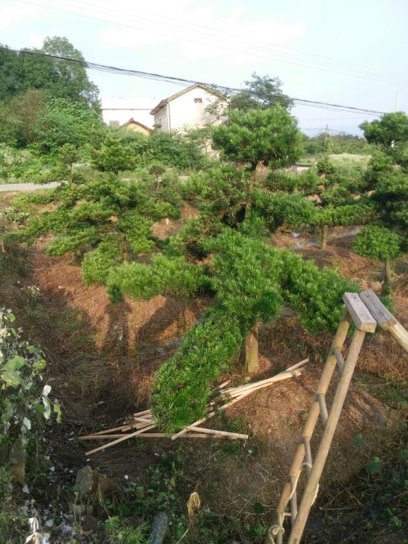 造型松10公分
