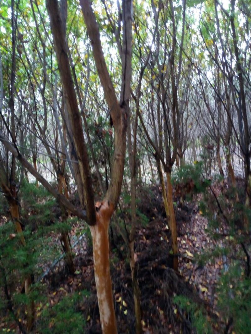 速生紫薇6~8cm2.5~3米1~2米