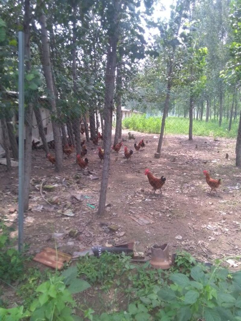 走地鸡散养土鸡2~3斤
