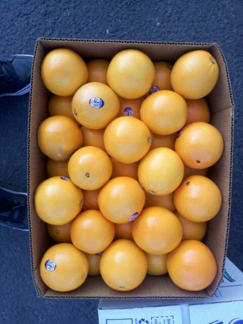 脐橙澳洲脐橙