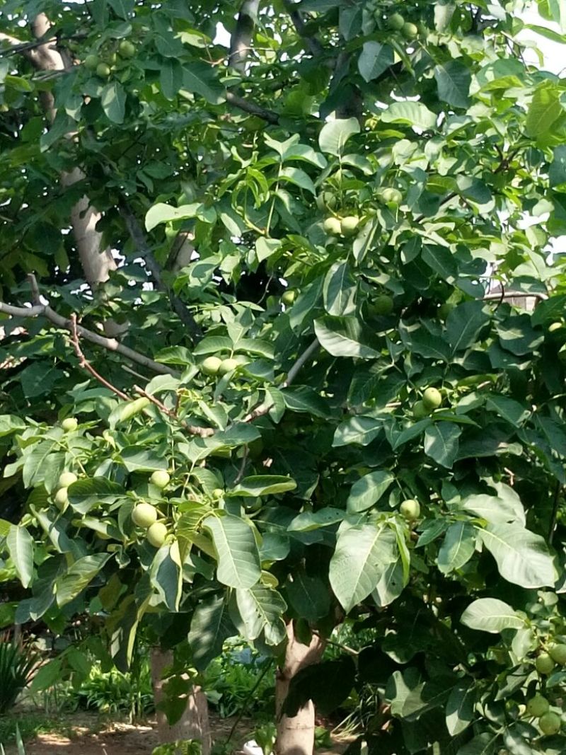 新新2号核桃青皮