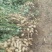 带壳花生干货带壳