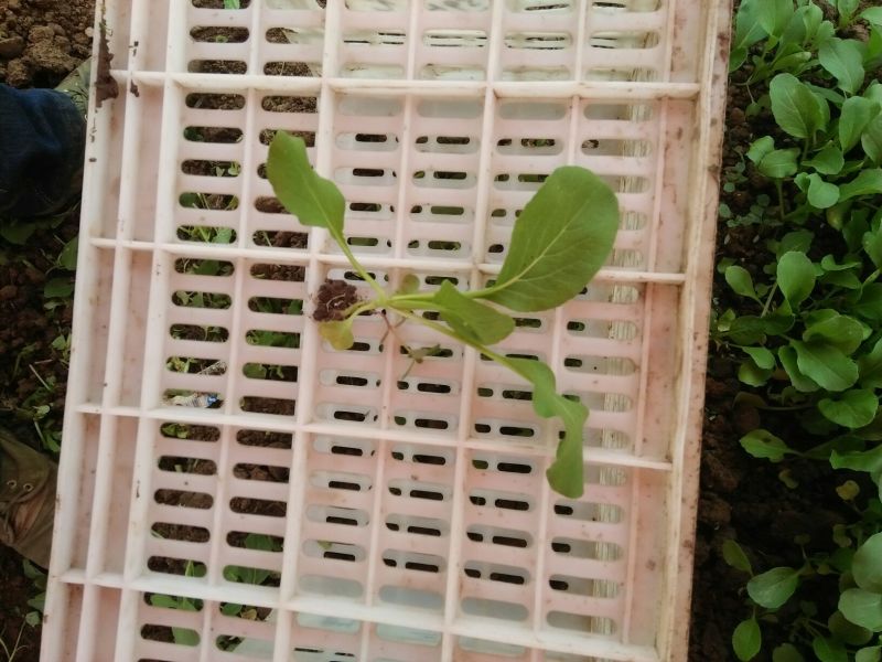 上海正宗天然新鲜鸡毛菜源头直发/价格便宜货源充足