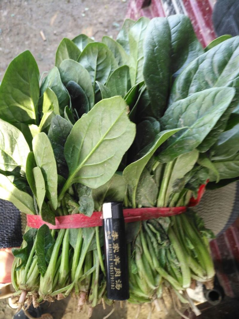 供应大叶菠菜，2斤小捆20~25厘米，货源充足