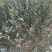 山东优质枸橘树51~80cm规格齐全