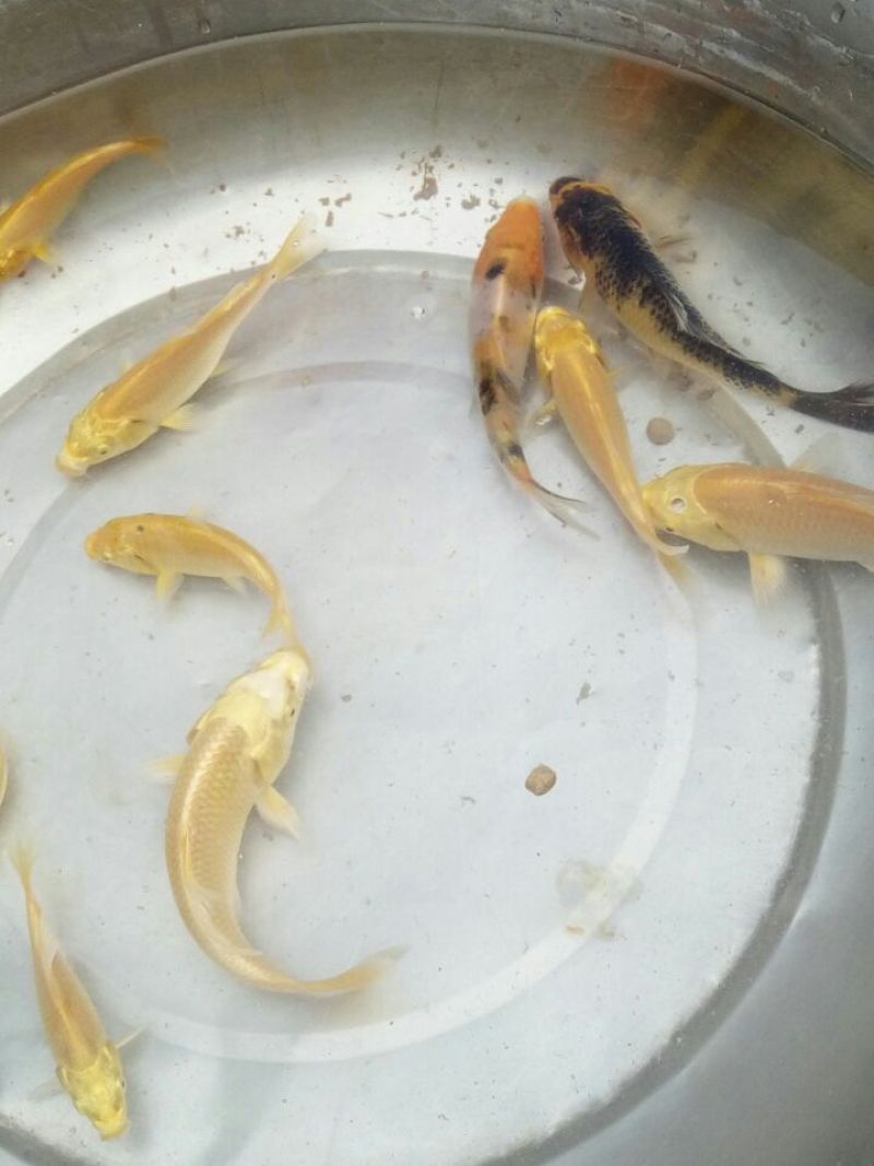 锦鲤