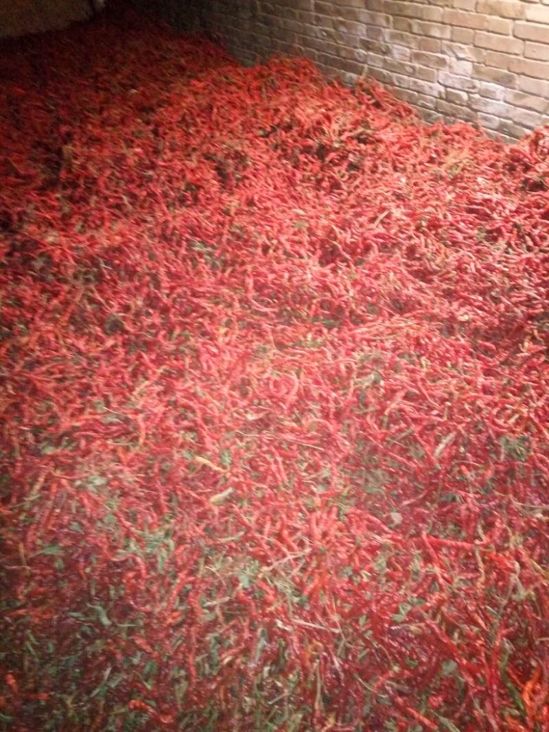 长角辣椒通货8成干