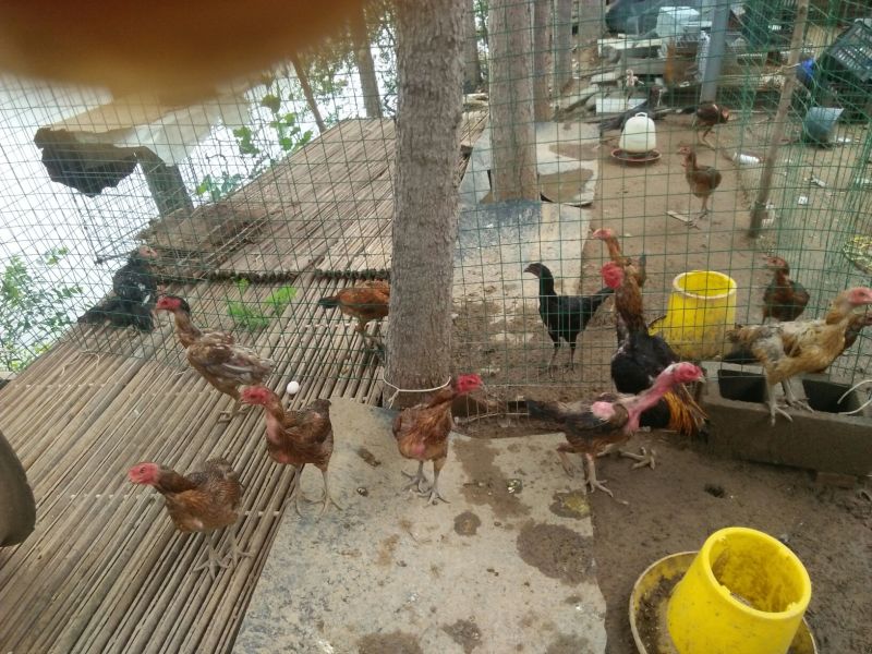 斗鸡苗1斤以下