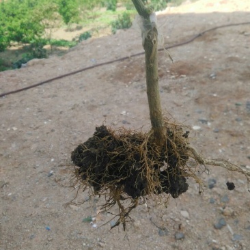 纽荷尔脐橙苗30~50cm纽荷尔脐橙苗30~50cm