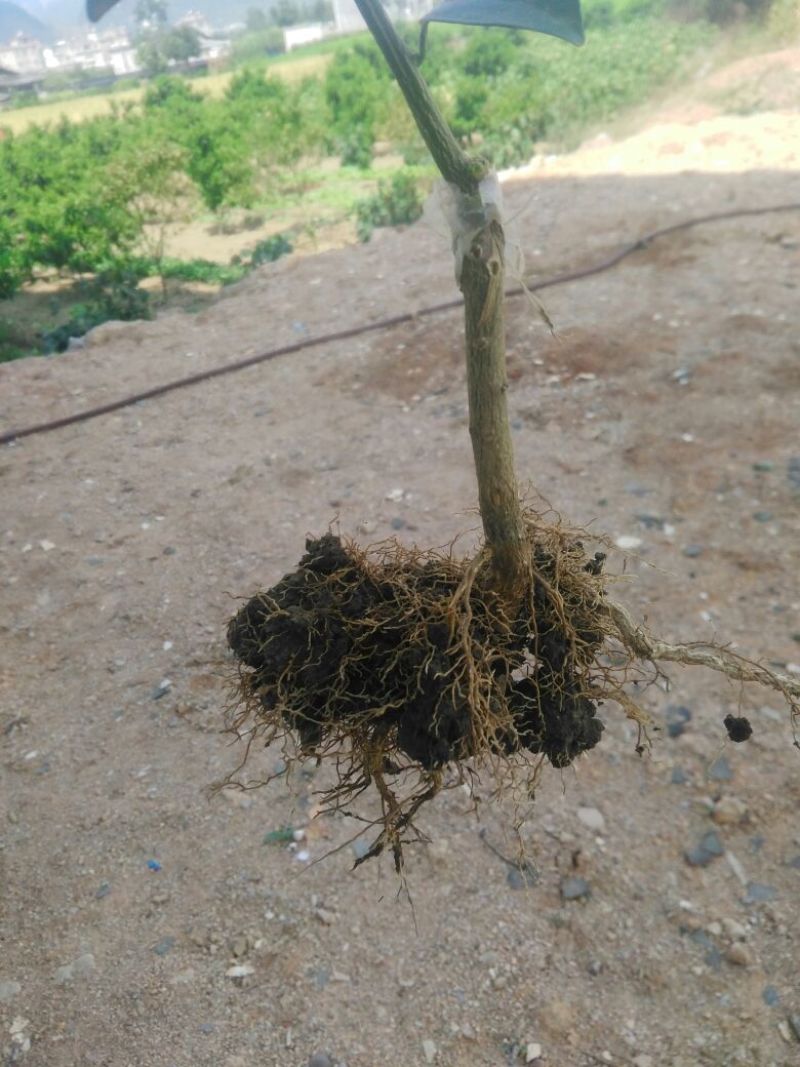纽荷尔脐橙苗30~50cm纽荷尔脐橙苗30~50cm