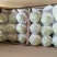 库尔勒香梨100~150g55mm以上母
