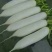 白萝卜2~2.5斤起