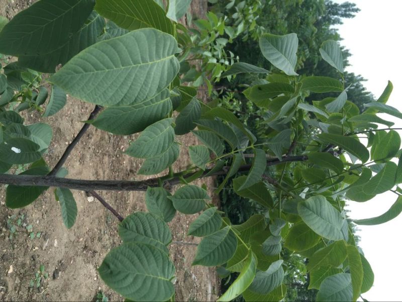 优质薄皮核桃苗早实核桃结果早见效快可实地参观