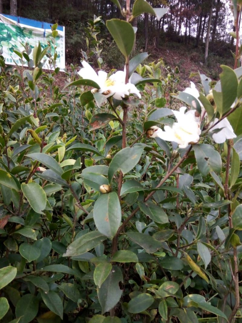 油茶苗70~100cm