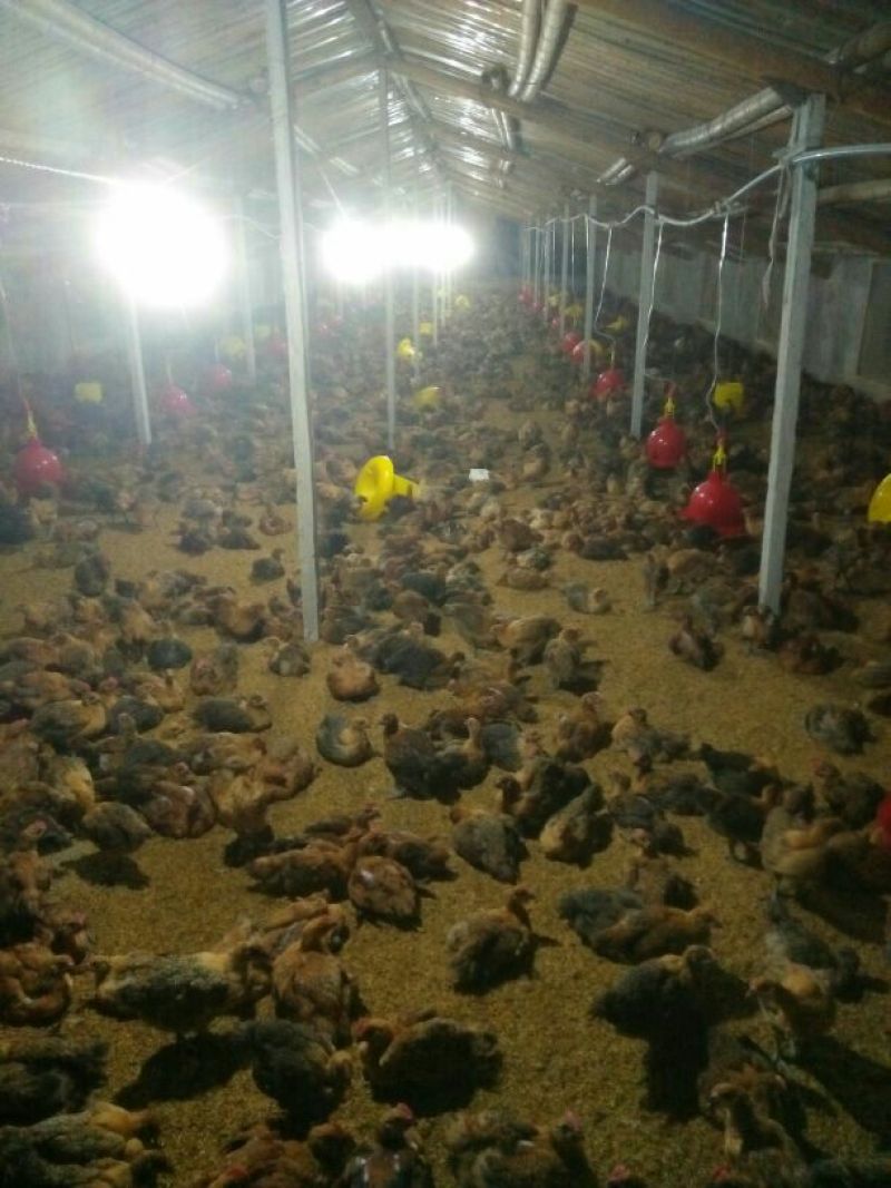 鸡肉鸡3~4斤