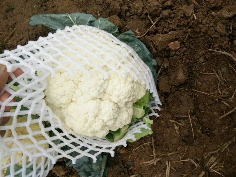小白花花菜实花花菜产地直发可对接商超市场欢迎咨询