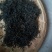 百年大树茶一级