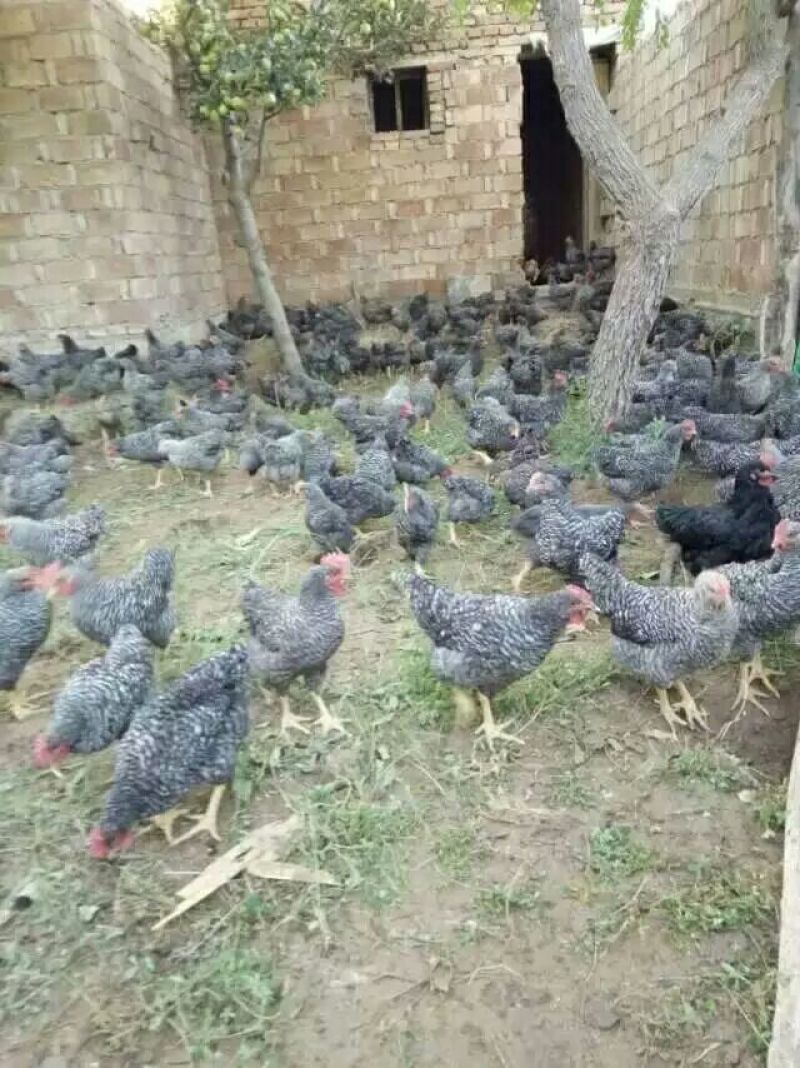 芦花鸡苗35~45克出壳苗