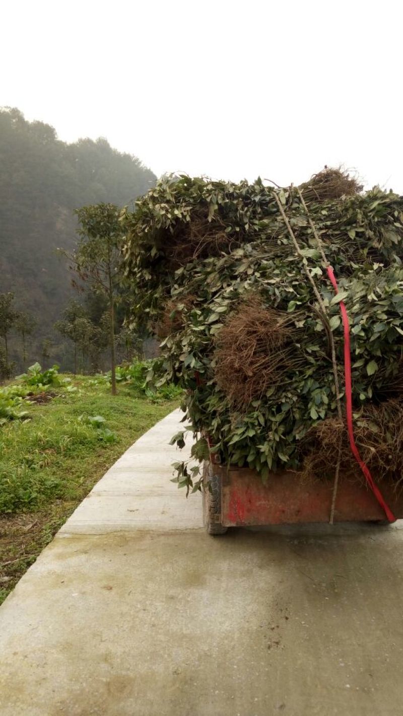 草珊瑚