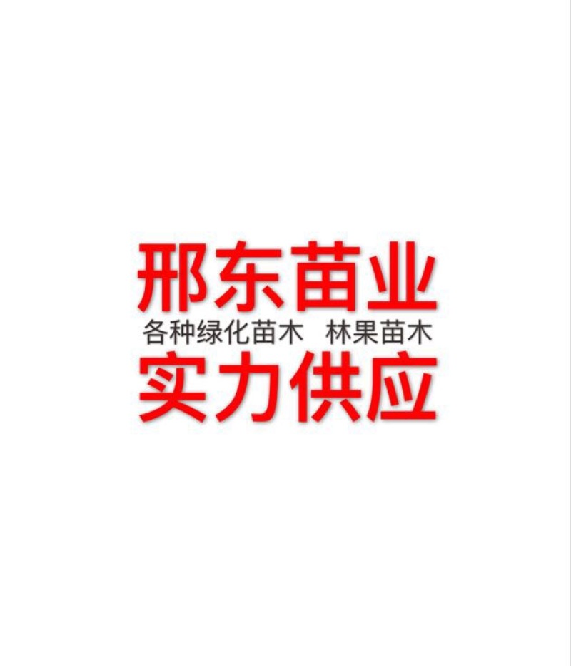 桃树苗