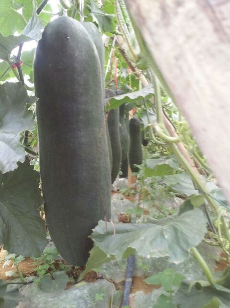 黑皮冬瓜