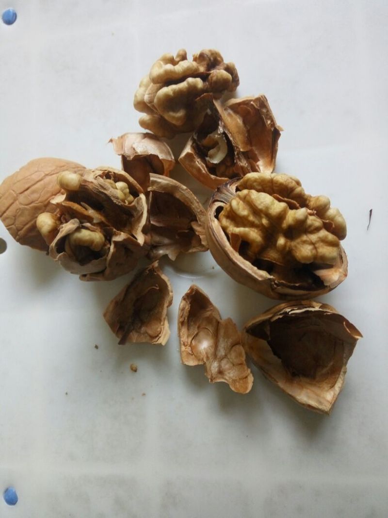 香玲核桃30mm以上去皮干
