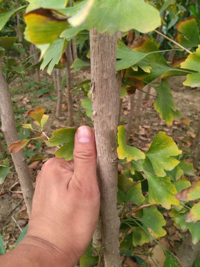 银杏树2~4cm1.5~2米1米以下