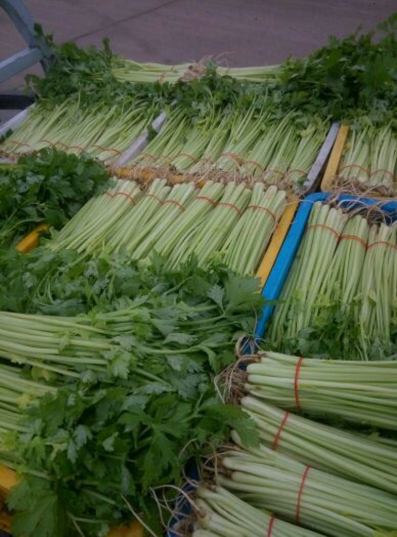 芹菜50cm以上四季西芹粗细适中，有光度，专门种芹菜茼