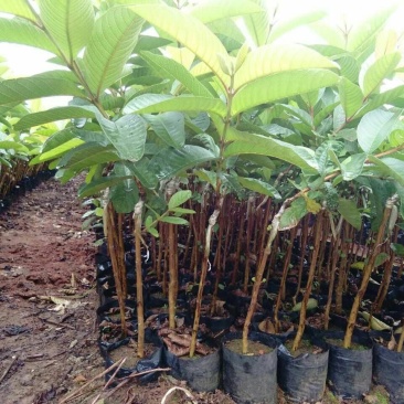 西瓜番石榴苗30~50cm