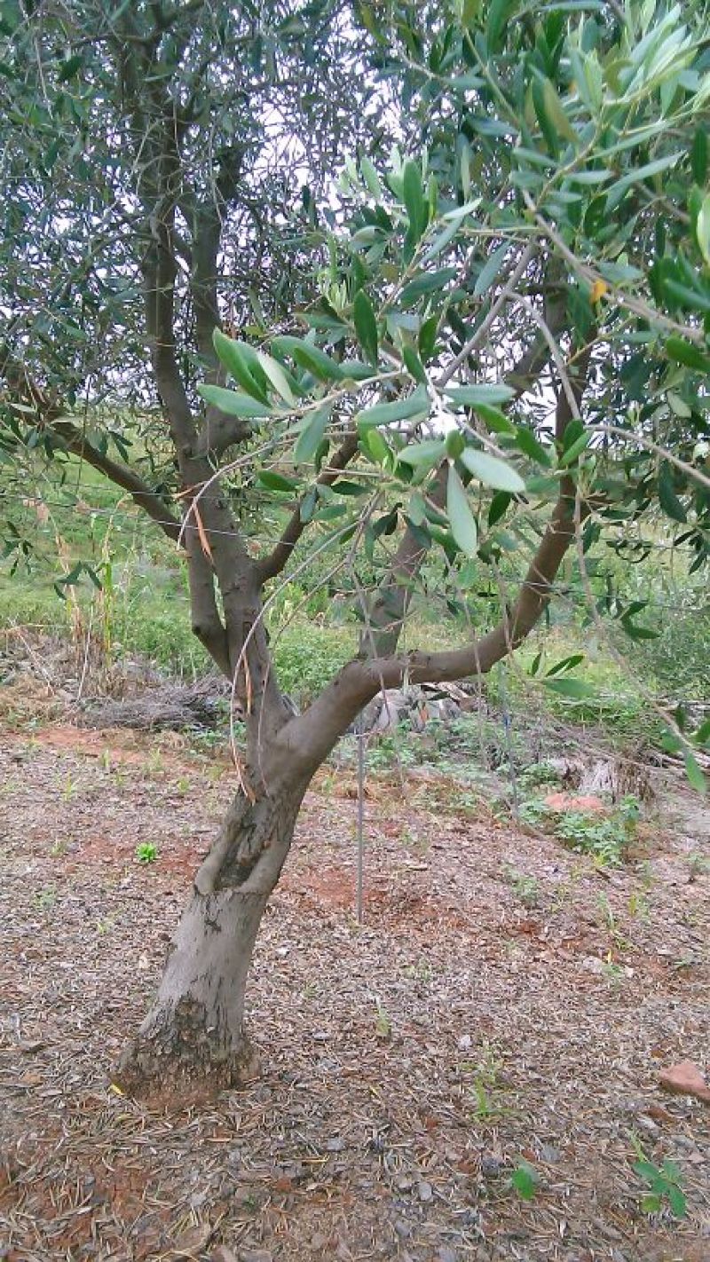 油橄榄