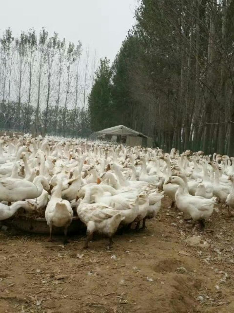 三花鹅苗250g以下