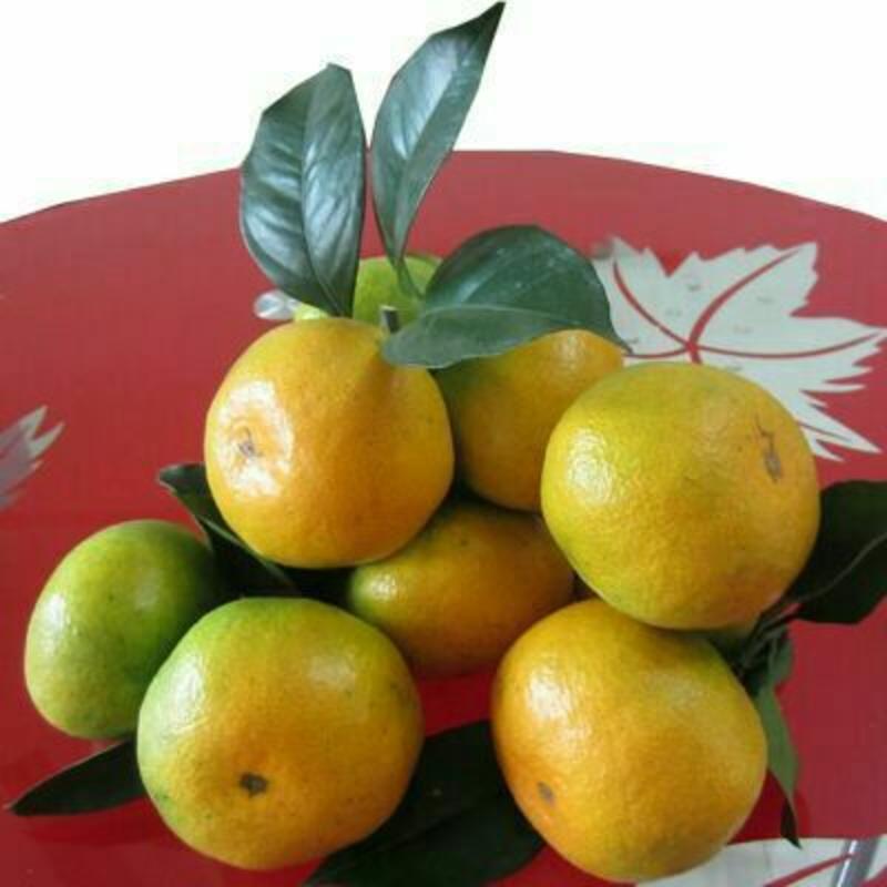 国庆蜜橘5~5.5cm，，，，，，，，，，