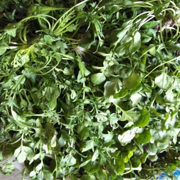 荠菜5cm以上