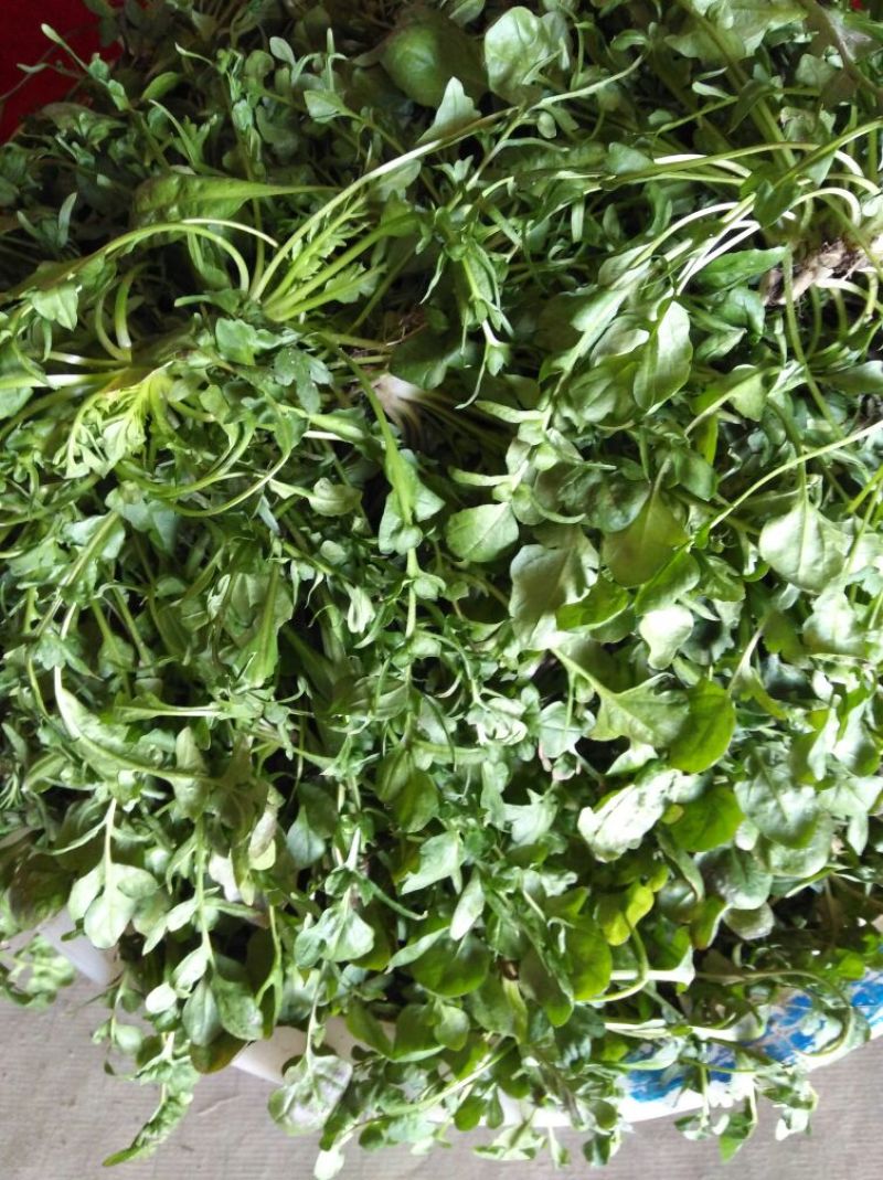 荠菜5cm以上