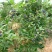 蓝莓苗新品种蓝莓苗1-5苗保湿邮寄免费提供种植