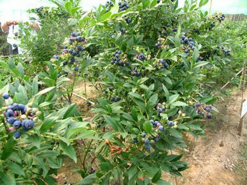 蓝莓苗新品种蓝莓苗1-5苗保湿邮寄免费提供种植