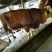 西门塔尔肉牛过磅牛散养牛