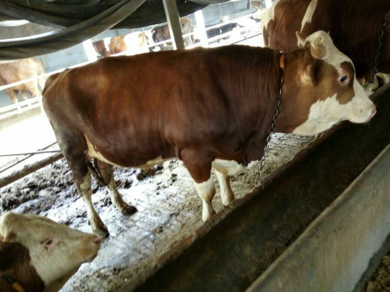西门塔尔肉牛过磅牛散养牛