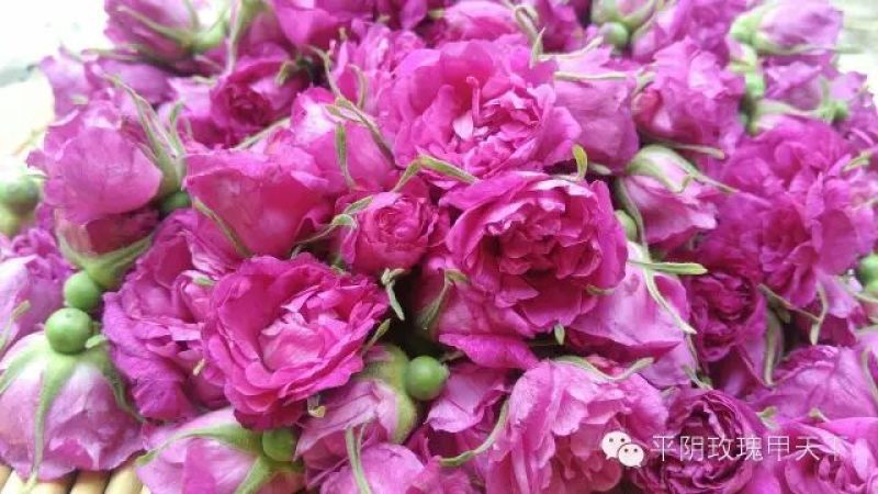 玫瑰花茶
