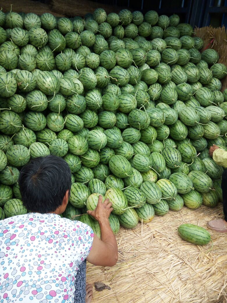 山东潍坊市寒亭区早春红玉 3斤打底 9成熟 2茬批发_庆华瓜果公司供应_一亩田农业网