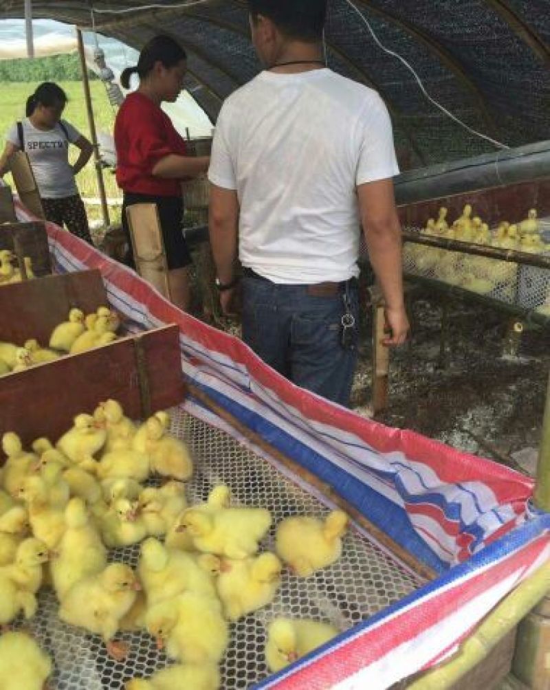 鹅苗250g以下
