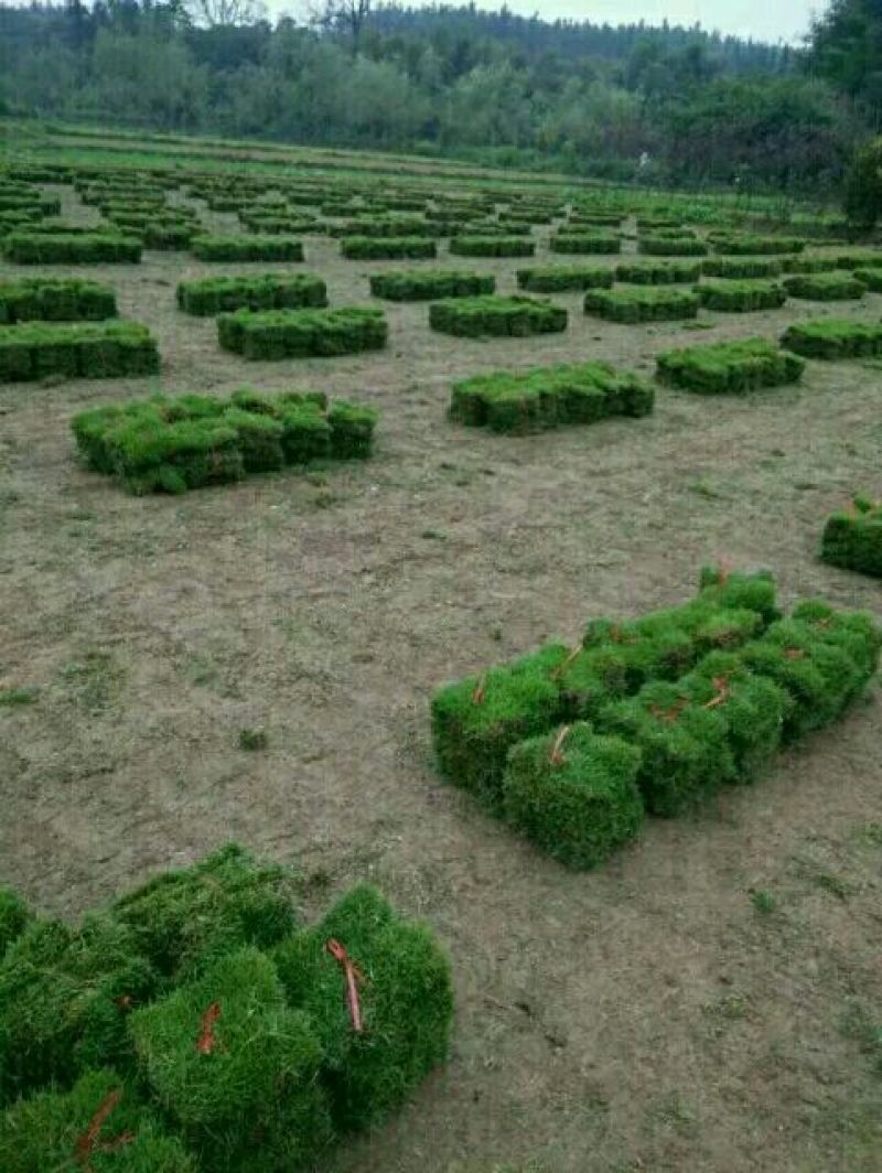 马尼拉草坪
