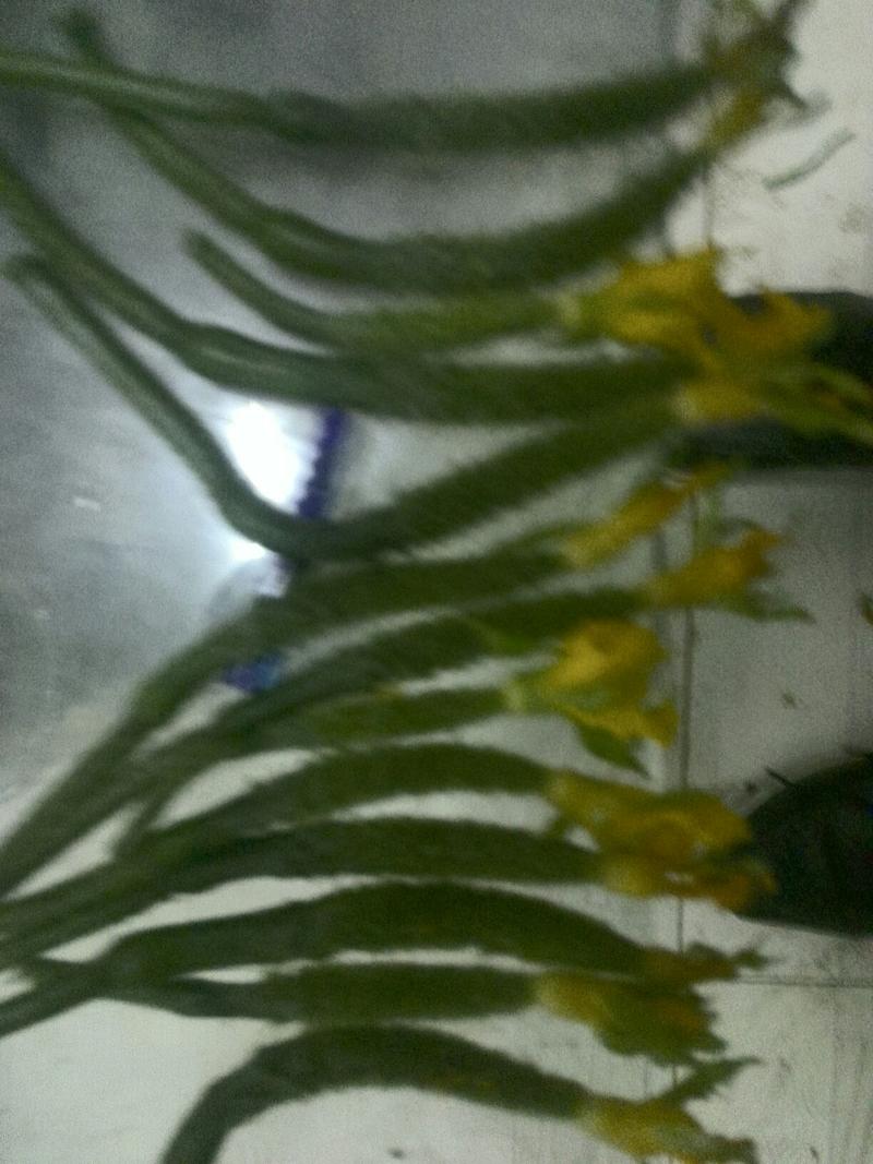 德瑞特72122~25公分鲜花带刺