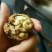 纸皮核桃去皮干