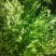 苦苣菜12~15厘米