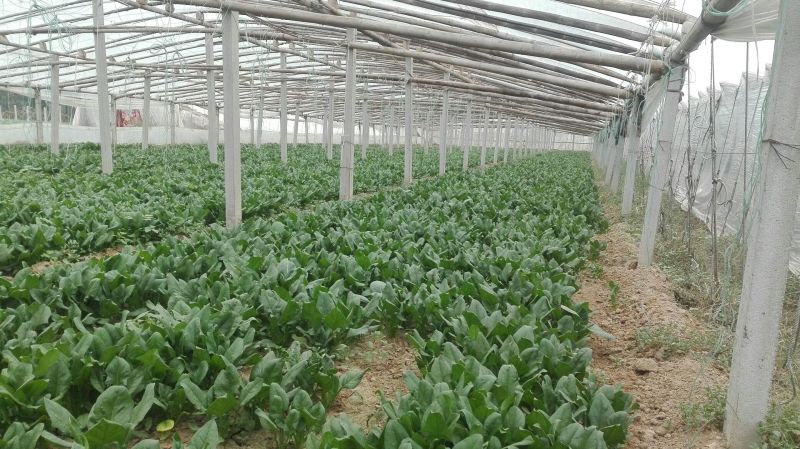 黑叶菠菜25~30厘米