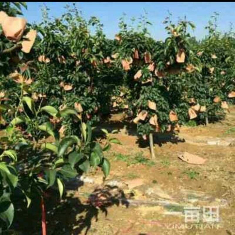 金秋梨250~300g纸袋